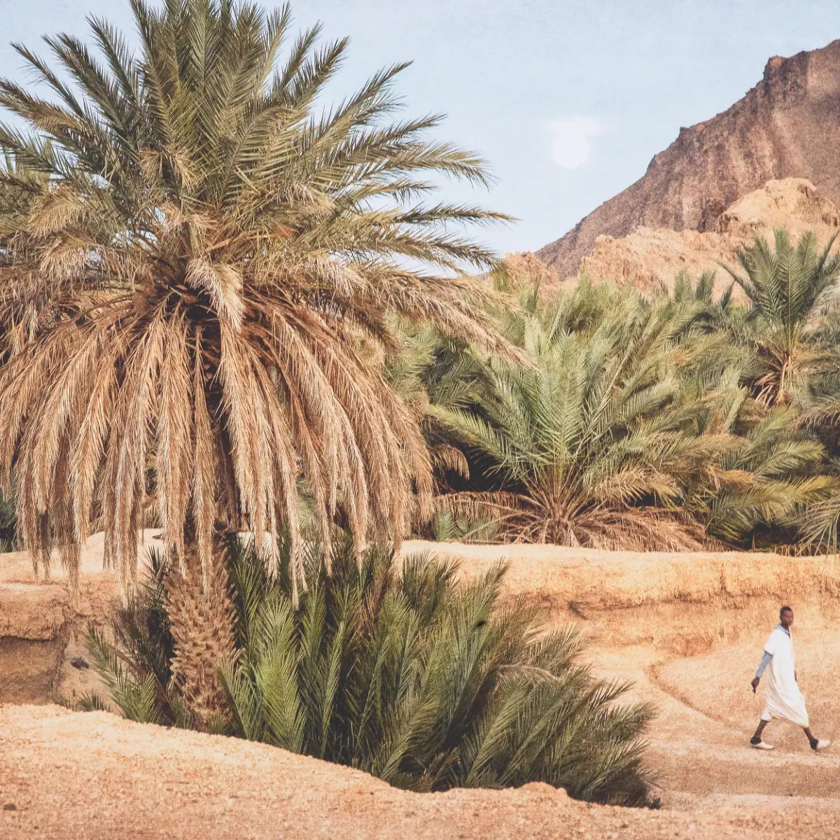 EICHHOLTZ KUNSTDRUCK MARTA ROSSIGNOL – MOROCCAN OASIS 118557