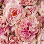 EICHHOLTZ KUNSTBLUMENSTRAUSS PFINGSTROSEN REAL TOUCH 48 STIELE 119278