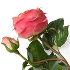 EICHHOLTZ KUNSTBLUMENSTRAUSS ROSEN REAL TOUCH 72 STIELE 119280
