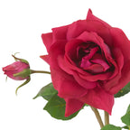 EICHHOLTZ KUNSTBLUMENSTRAUSS ROSEN REAL TOUCH 72 STIELE 119283