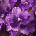 EICHHOLTZ KUNSTBLUMENSTRAUSS VANDA ORCHIDEEN REAL TOUCH 24 STIELE 119286