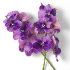 EICHHOLTZ KUNSTBLUMENSTRAUSS VANDA ORCHIDEEN REAL TOUCH 24 STIELE 119286