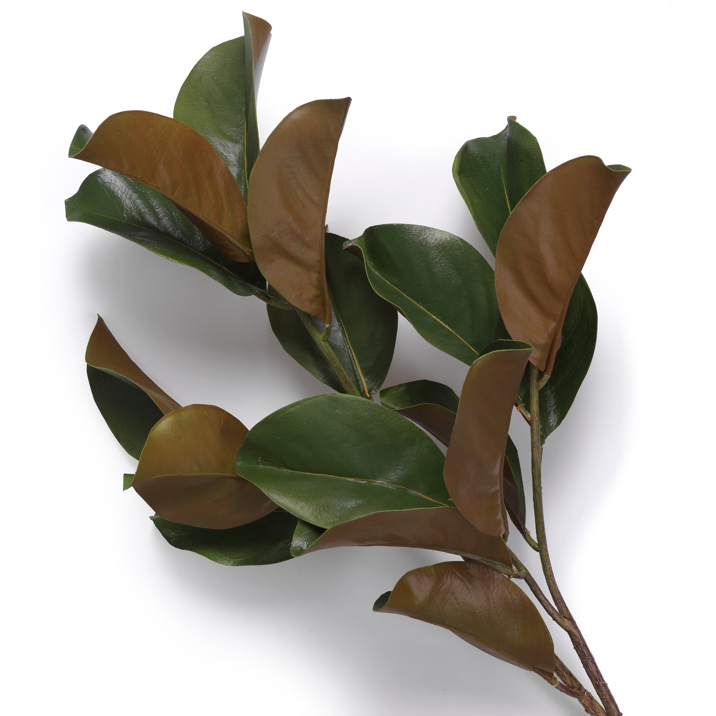 EICHHOLTZ KUNSTBLATT-BUNDLE MAGNOLIENBLÄTTER 24 STIELE 119289 AUSSTELLUNGSSTÜCK