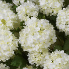EICHHOLTZ KUNSTBLUMENSTRAUSS HORTENSIEN SNOWBALL REAL TOUCH 36 STIELE 119290