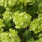 EICHHOLTZ KUNSTBLUMENSTRAUSS HORTENSIEN SNOWBALL REAL TOUCH 36 STIELE 119294